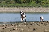 DOGUE ALLEMAND 125